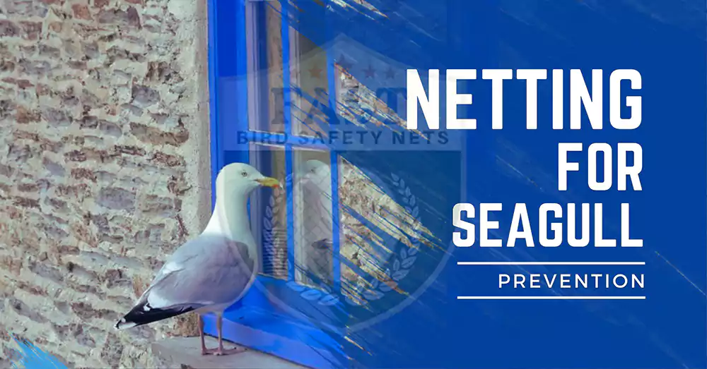 Seagull Prevention Netting Solution Near Me