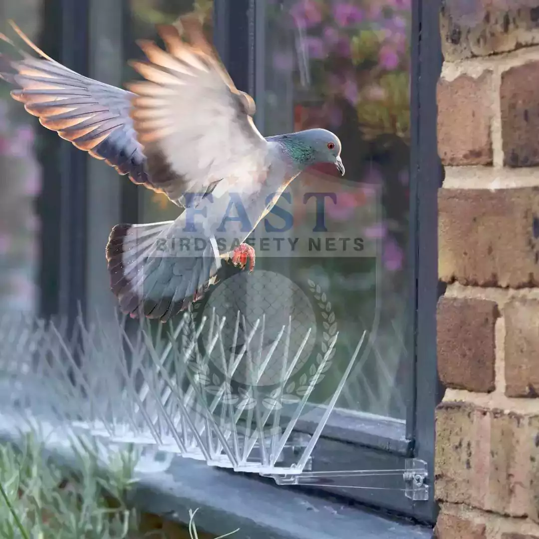 Bird Spikes Fixing for Windows Sills